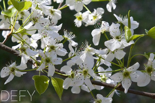 Pear Tree Bloom