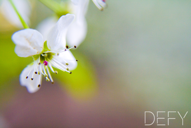 Bradford Pear Tree Bloom