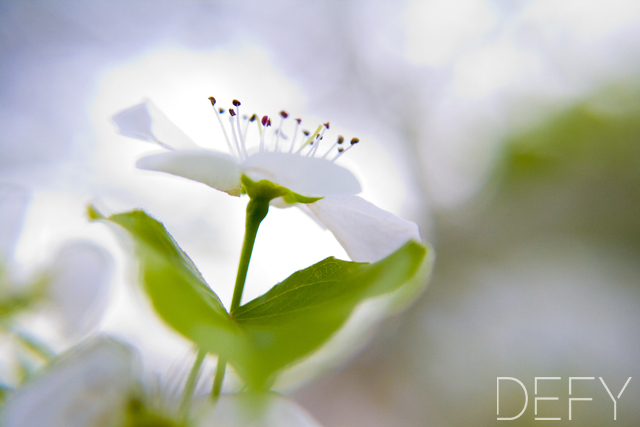 Pear Tree Bloom