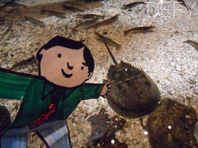 Flat Stanley Petting Horse Shoe Crab