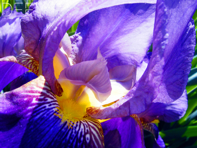 Iris