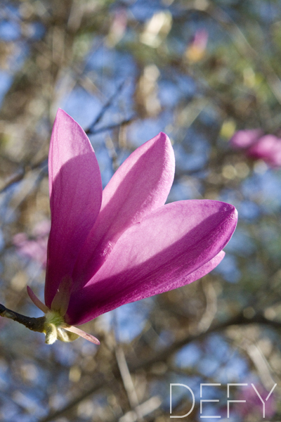 Tulip Tree Blossom