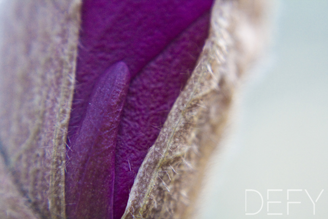 Tulip Tree Bud