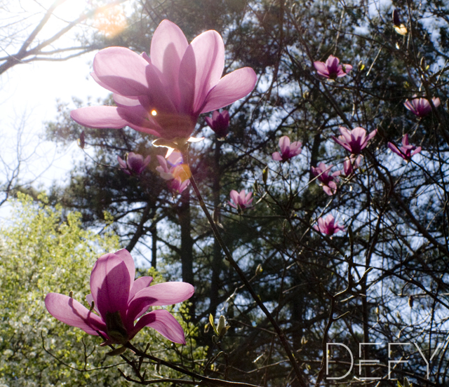 Tulip Tree Flowers