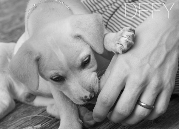 puppy chewing on finger