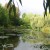 Monet Pond