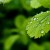 Water On Leaf