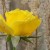 Yellow Rose Flower